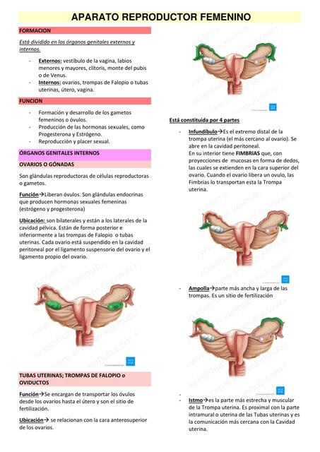 Aparato Reproductor Femenino 