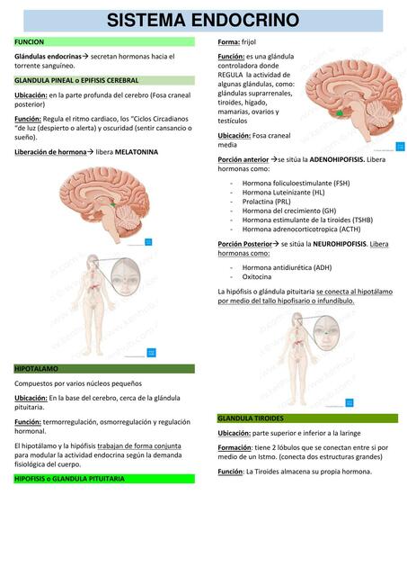 Sistema Endocrino 