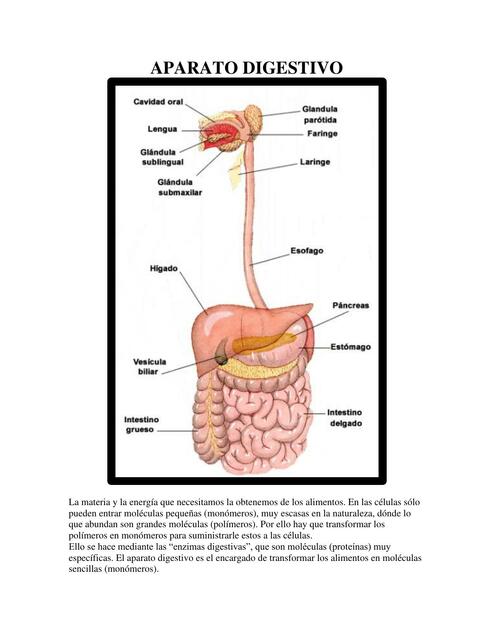 Aparato Digestivo 