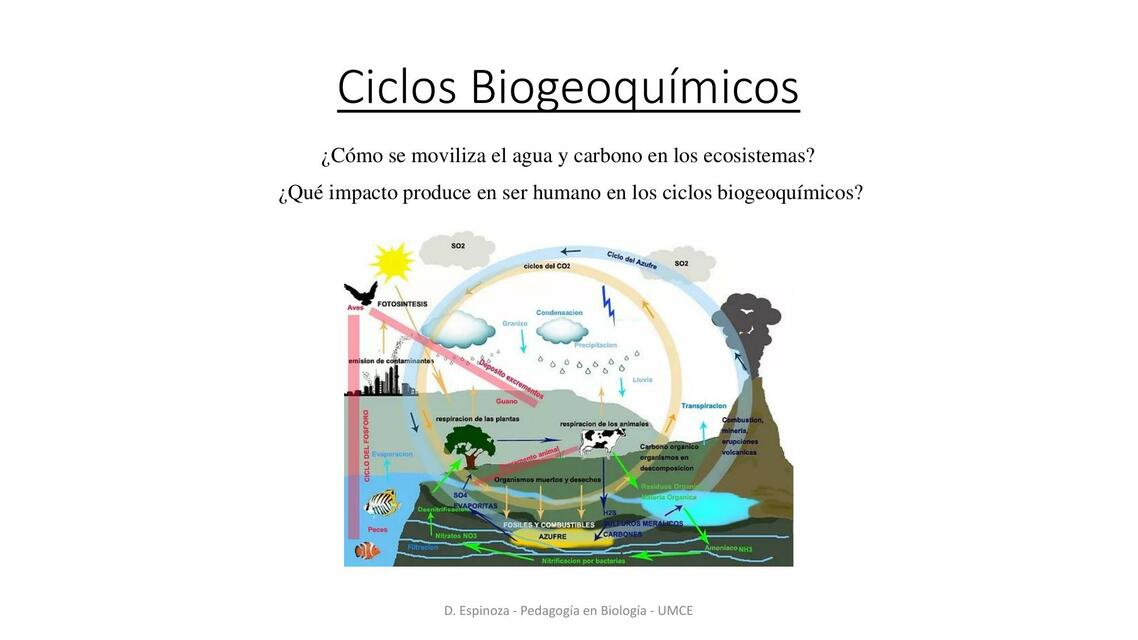 Ciclos Biogeoquímicos 