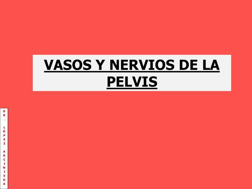 Vasos y Nervios de la Pelvis 