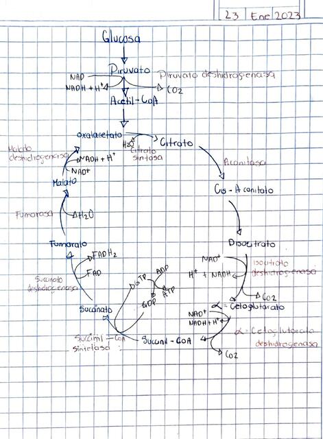 Ciclo de Krebs