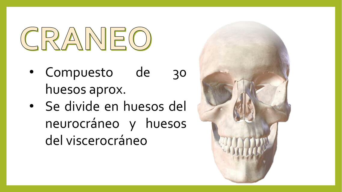 Anatomía-Huesos  Del  Cráneo 