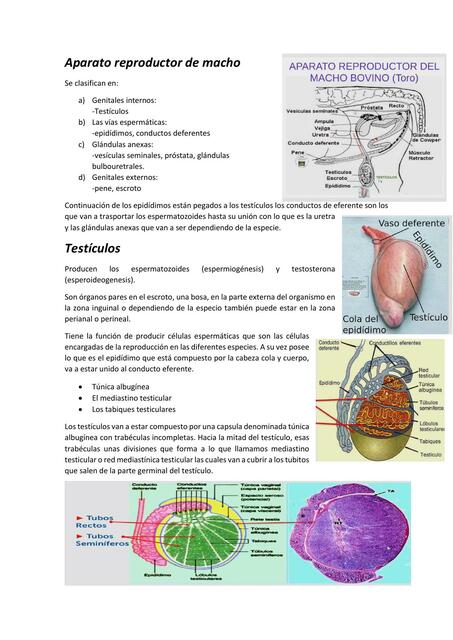 Aparato reproductor de macho