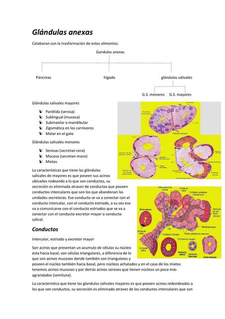 Glándulas anexas