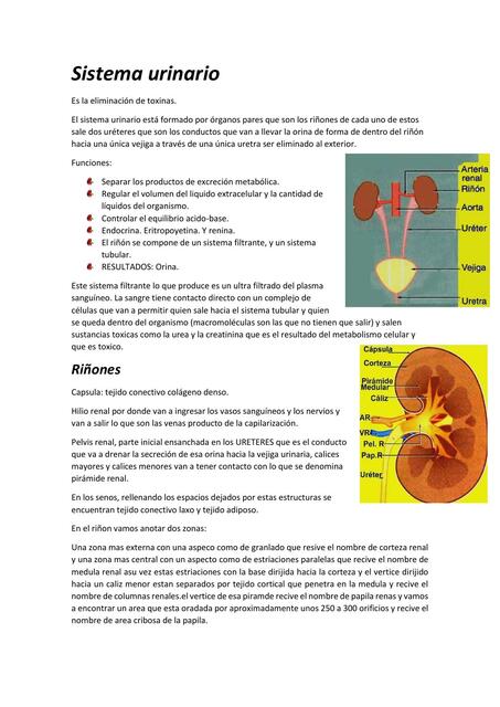 Sistema urinario