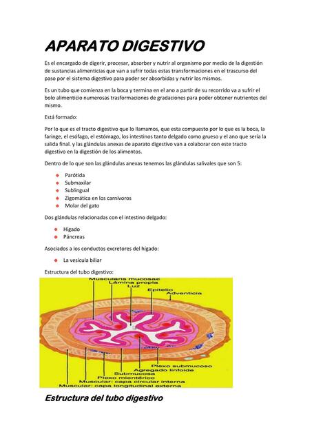 Aparato digestivo