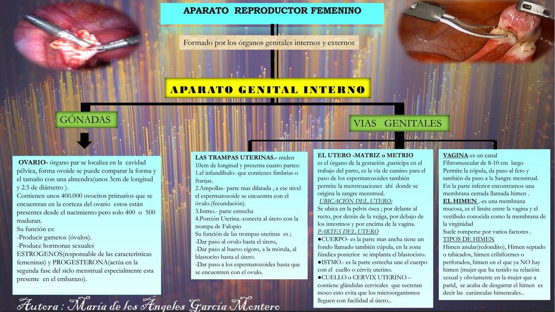 Aparato reproductor femenino 