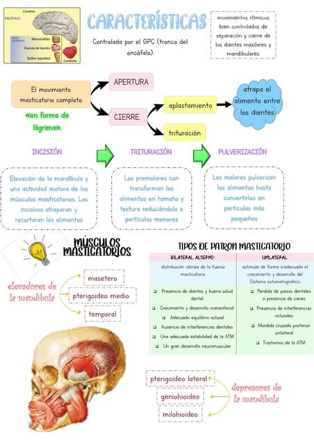 Masticacion parte 2