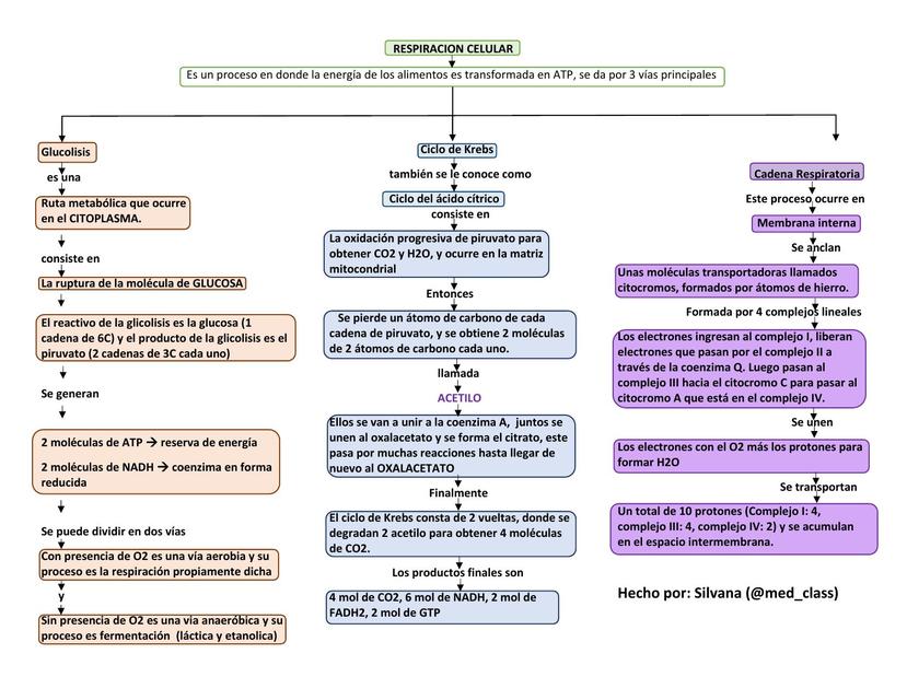 MAPA CONCEPTUAL DE LA RESPIRACION CELULAR | uDocz