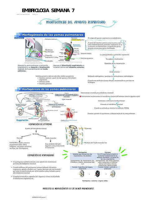 Embriología  
