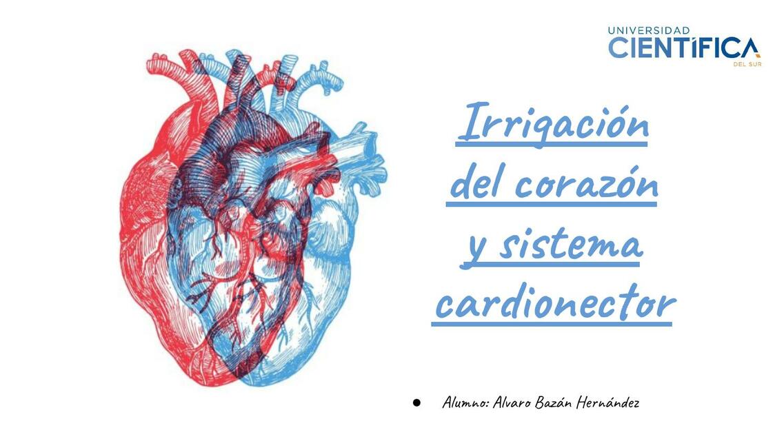 Irrigación del corazón y sistema cardionector 