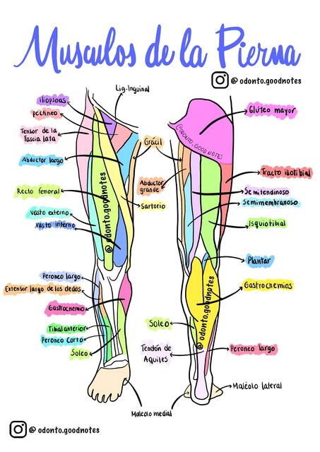 Músculos  de la pierna