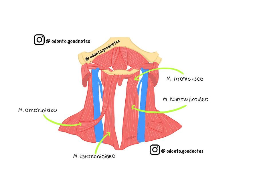 Músculos  Infrahioideos    