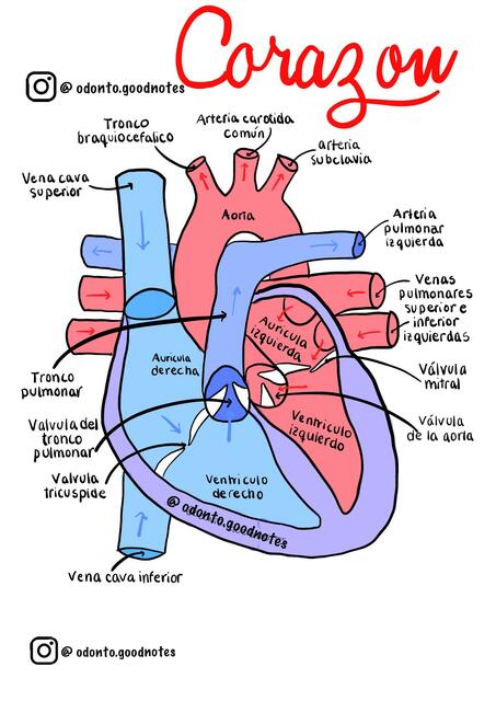 Corazón