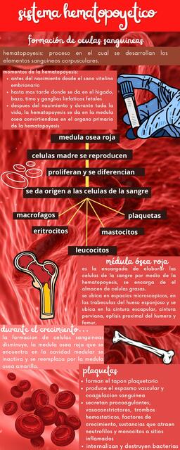 Sistema Hematopoyético 