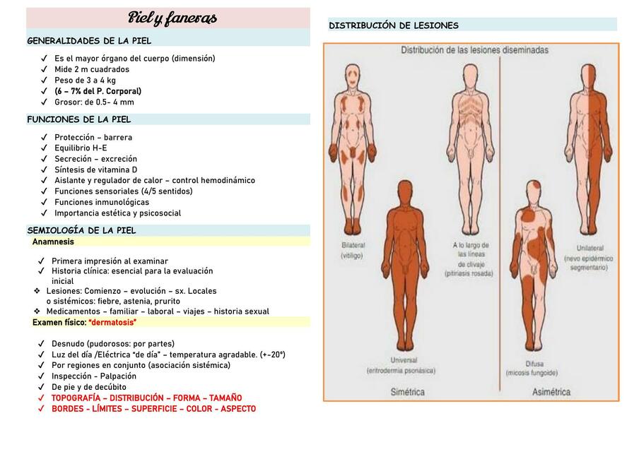 Piel y Faneras 