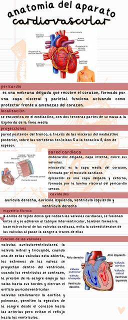 Anatomía del Aparato Cardiovascular