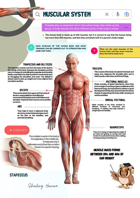 Muscular System