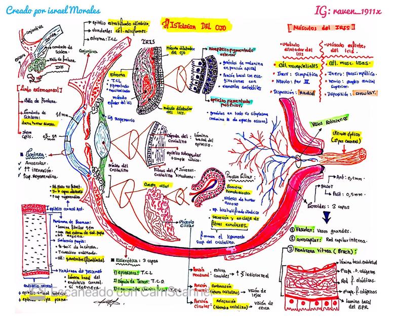 Histologia del globo ocular 