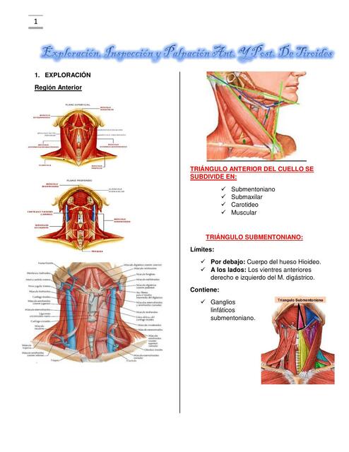 Tiroides