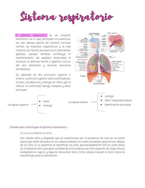 Sistema respiratorio