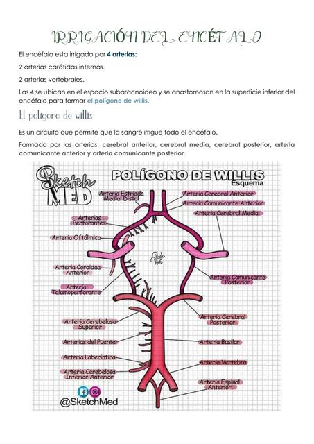 Irrigación del encéfalo 