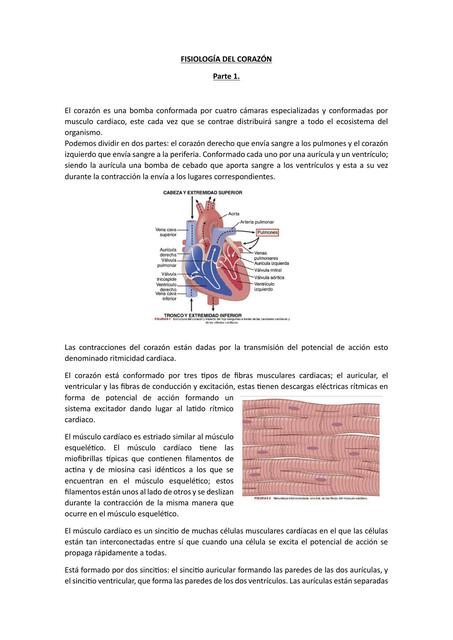 Fisiología del corazón parte 1. 