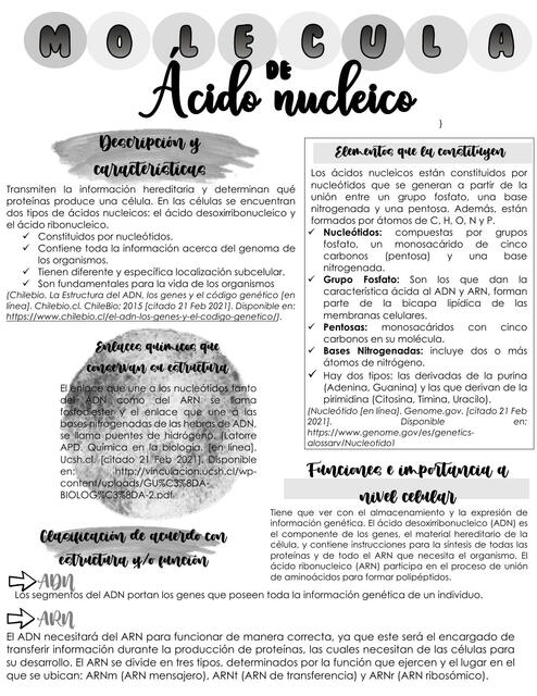 Molécula de Ácido nucleico 