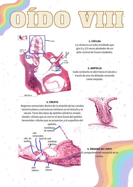 Histología: Oído VIII 