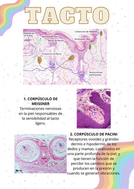 Histología: Tacto