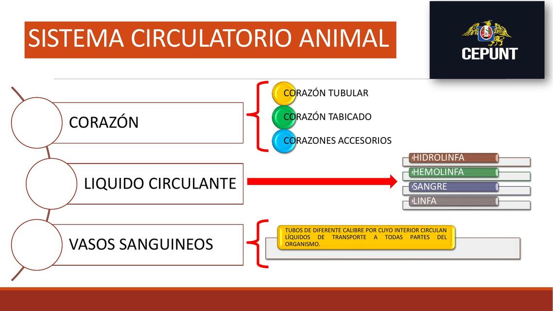 Circulación Animal 