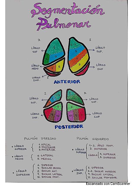 Segmentación y Auscultación Pulmonar