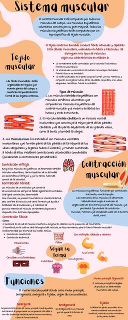 Sistema múscular 