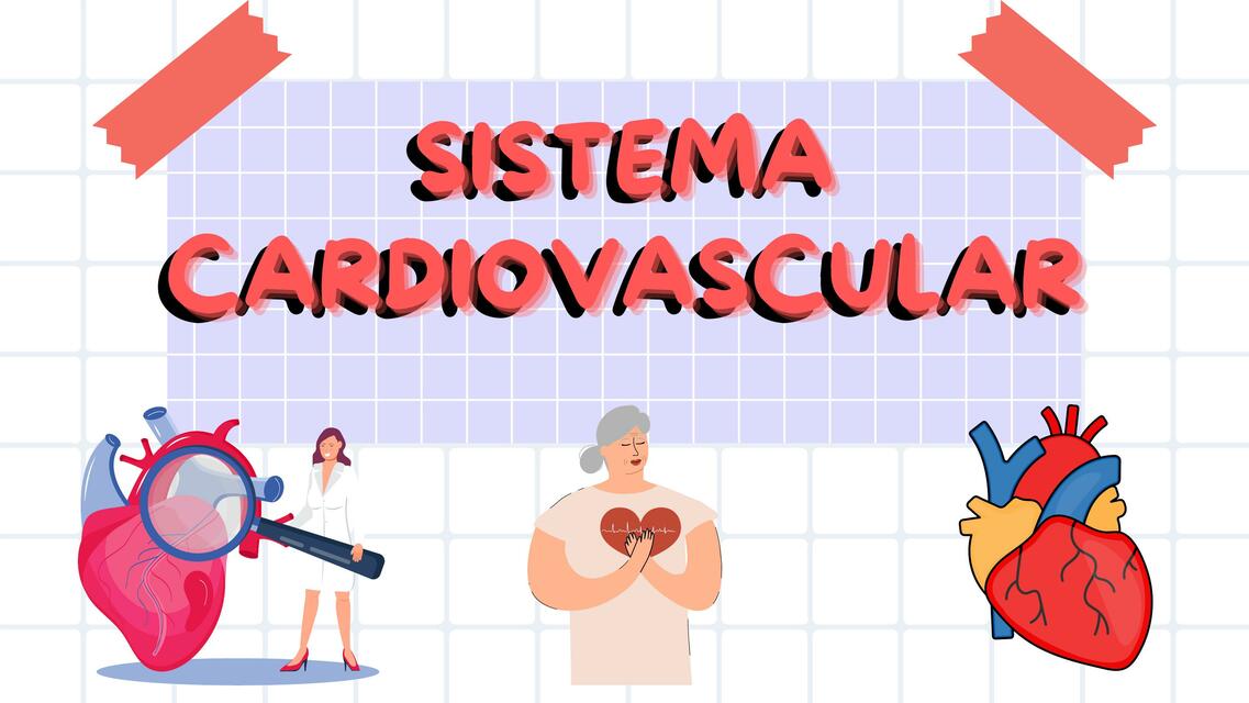 Sistema cardiovascular