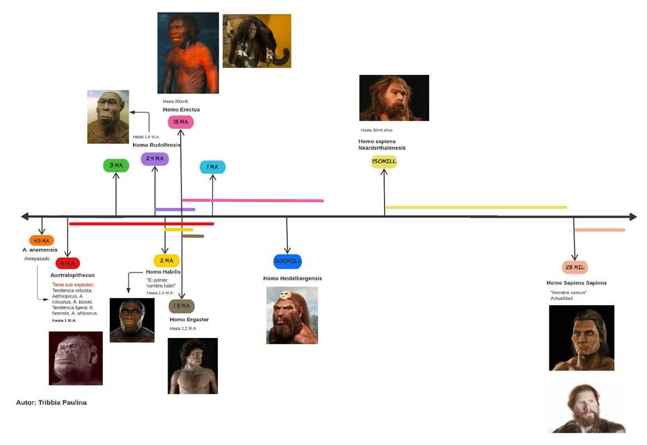 Evolución del Ser Humano 