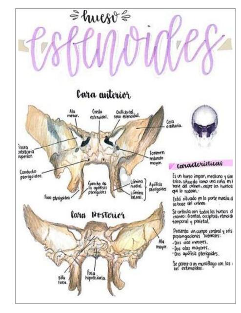 Hueso Esfenoides