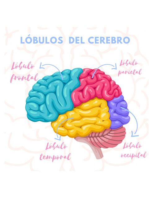 Lóbulos del cerebro