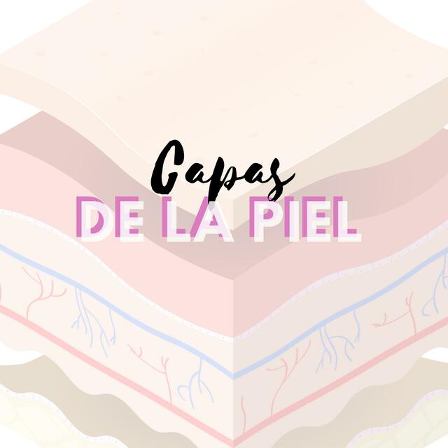 Capas de la piel