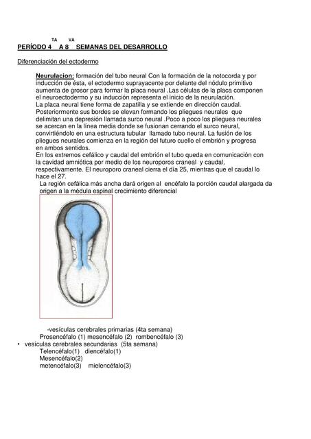 Periodo 4 a 8 Semana del Desarrollo