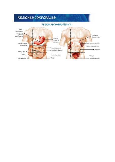 Regiones Corporales 