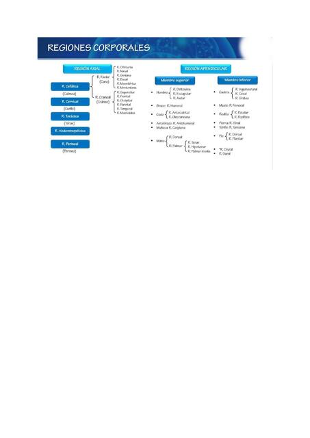 Regiones Corporales 