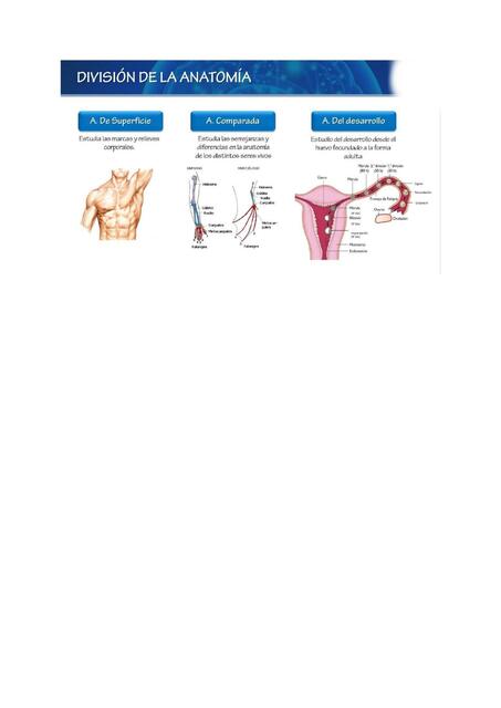 División de la Anatomía 