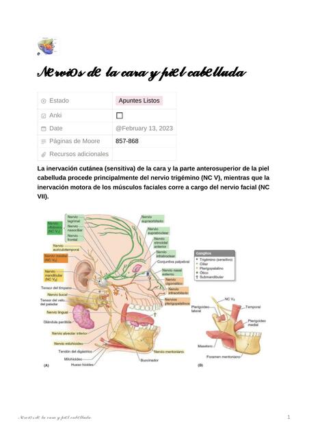 Nervios de la Cara y Piel Cabelluda 