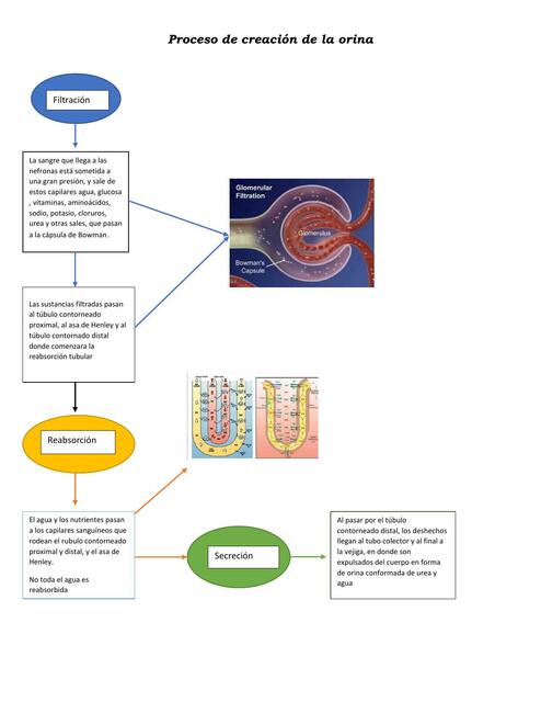 proceso de orinar