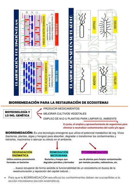 Biorremediación para la Restauración de Ecosistemas 