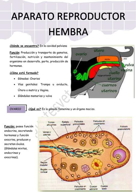 Aparato  Reproductor  Hembra 