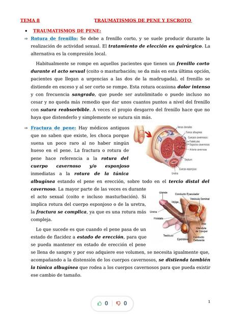 res-menes-de-pene-y-escroto-descarga-apuntes-de-pene-y-escroto