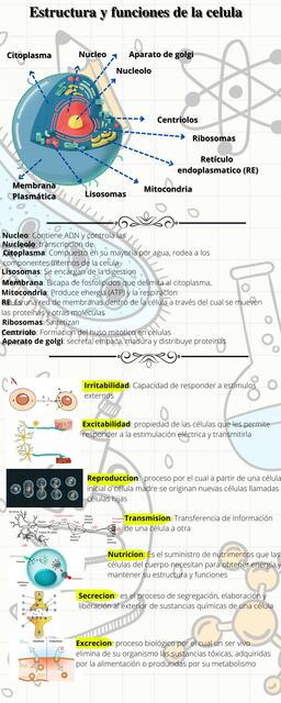 Estructura y Funciones de la Célula