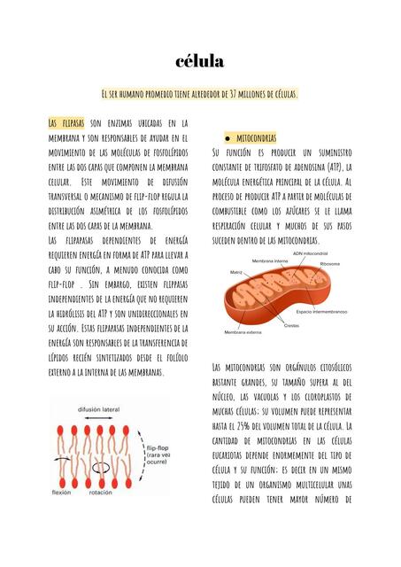 Orgánulos Celulares